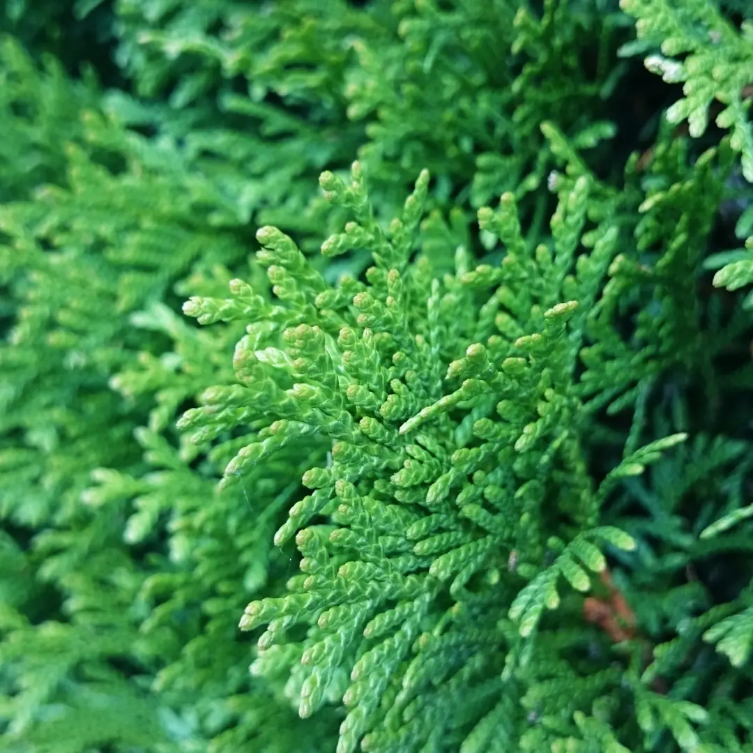 Phytotonine